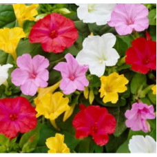 Flower seeds Mirabilis sumish 0,2 g