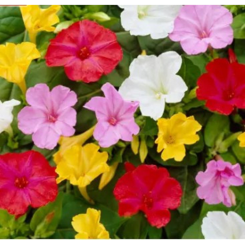 Flower seeds Mirabilis sumish 0,2 g