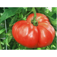 Amish Tomato Seeds 15 us
