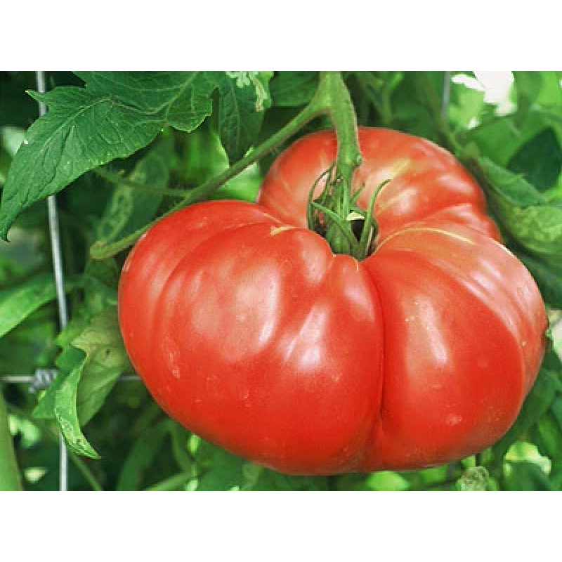 Amish Tomato Seeds 15 us
