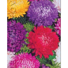 Flower seeds Astra Super Sumish pionovydna 1 g