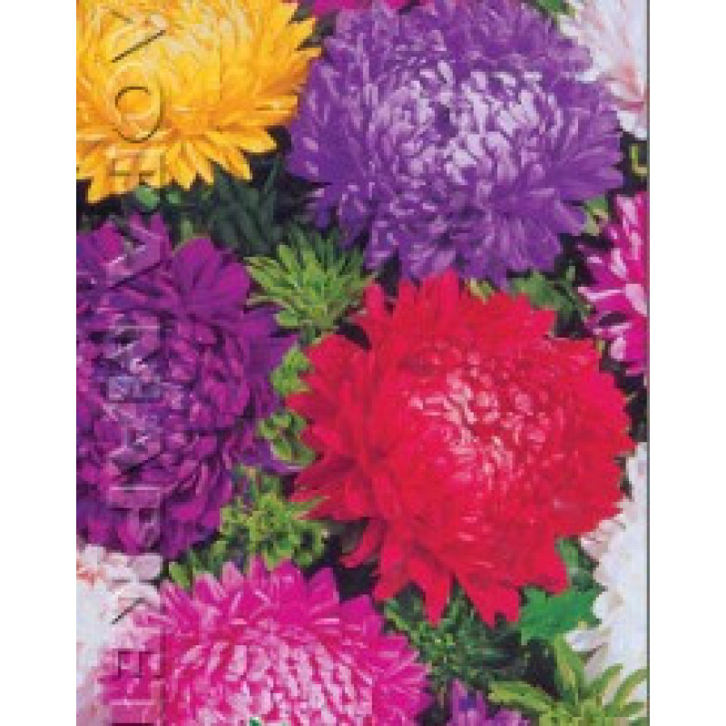 Flower seeds Astra Super Sumish pionovydna 1 g