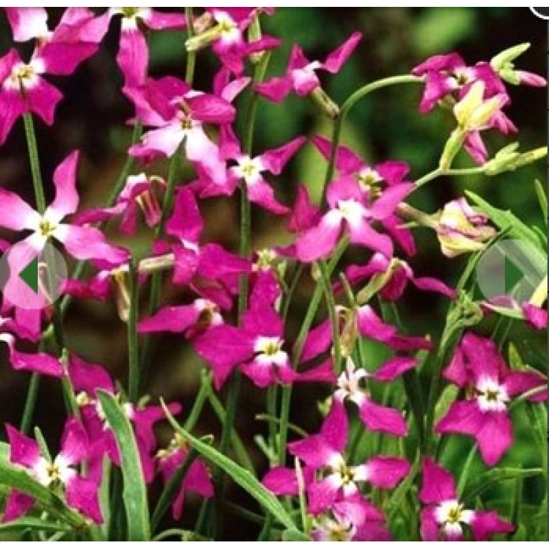 Flower seeds Matiola (nichna fialka) 0,2 g