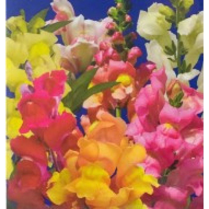 Flower seeds Rotyky Mahichnyi kylym 0,2 g