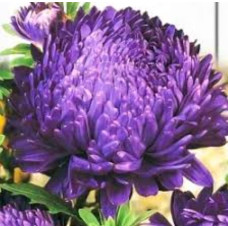 Flower seeds Astra synia Blauer Turm 1 g