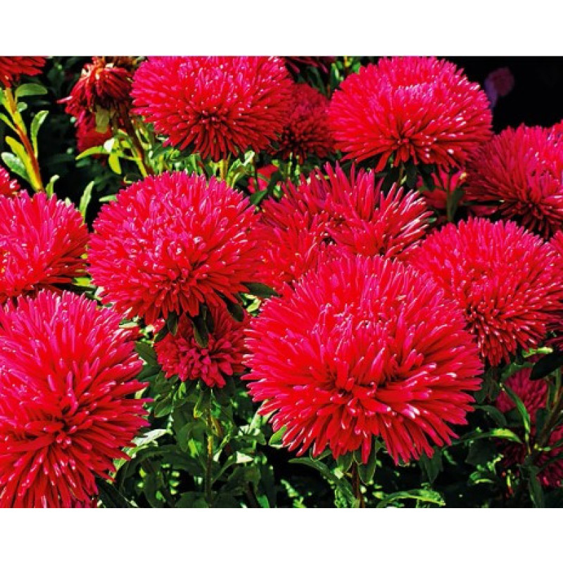Flower seeds Astra Rubinovi zori 1 g