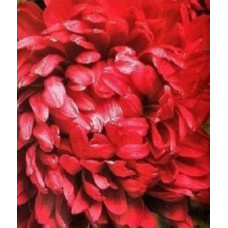 Astra Oksana 70 seeds