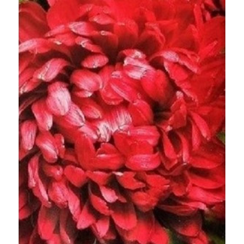 Astra Oksana 70 seeds