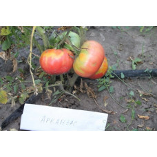 Arkansas Tomato Seeds 15 us