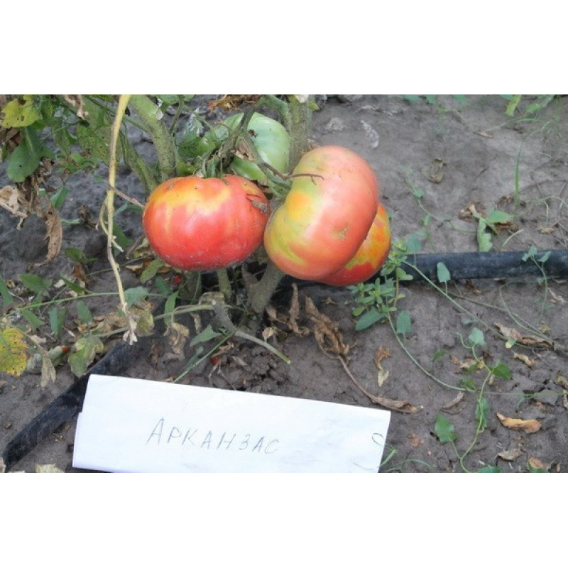 Arkansas Tomato Seeds 15 us