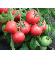Tomato seeds Lubomyr F1 10 pcs
