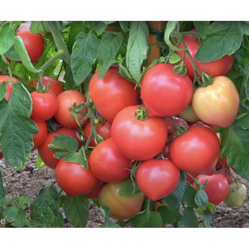 Tomato seeds Lubomyr F1 10 pcs