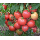 Tomato seeds Lubomyr F1 10 pcs