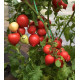 Tomato seeds Lubomyr F1 10 pcs