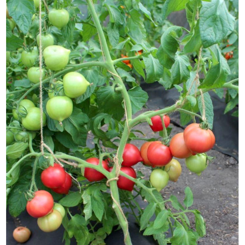 Tomato seeds Lubomyr F1 10 pcs