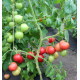 Tomato seeds Lubomyr F1 10 pcs