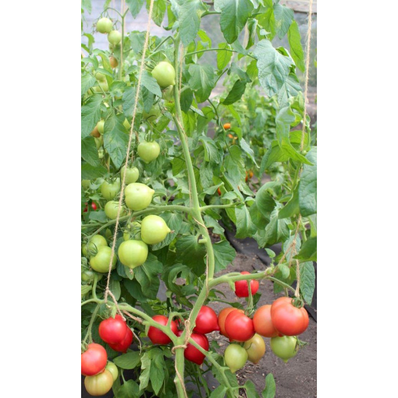 Tomato seeds Lubomyr F1 10 pcs