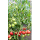 Tomato seeds Lubomyr F1 10 pcs