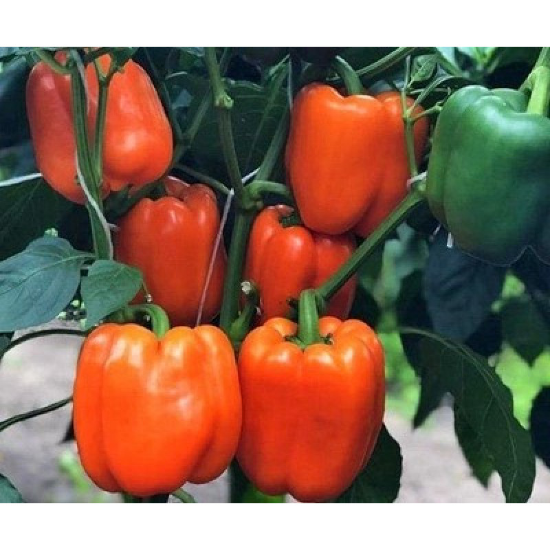 Aphrodite pepper seeds 20 pcs