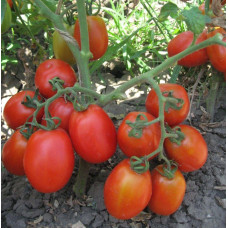 Tomato hybrid seeds Uranus F1 10 seeds