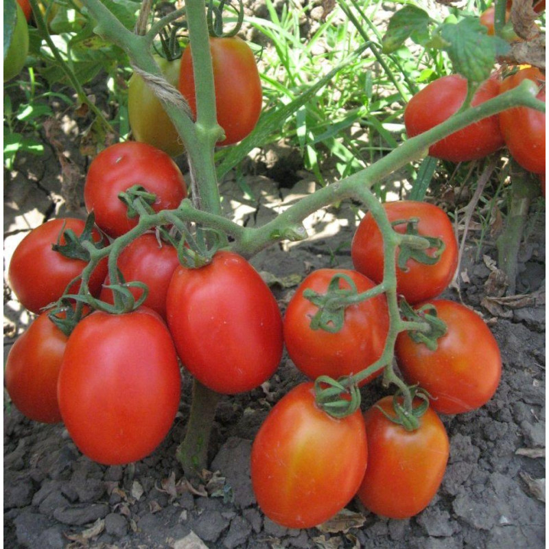 Tomato hybrid seeds Uranus F1 10 seeds