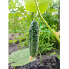 Cucumber seeds Diktor F1 10 pcs
