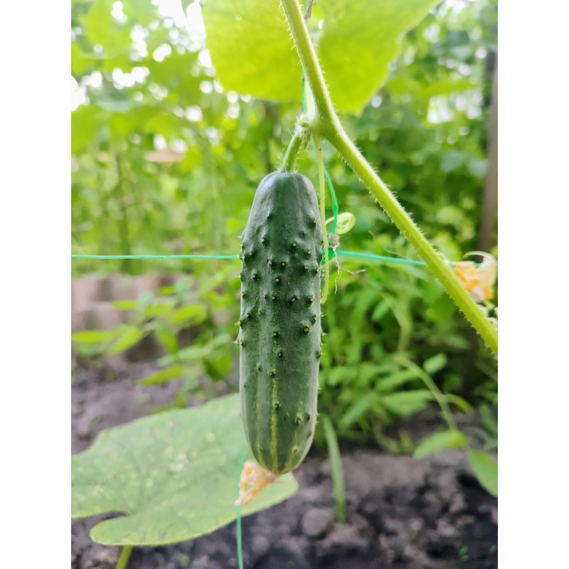 Cucumber seeds Diktor F1 10 pcs