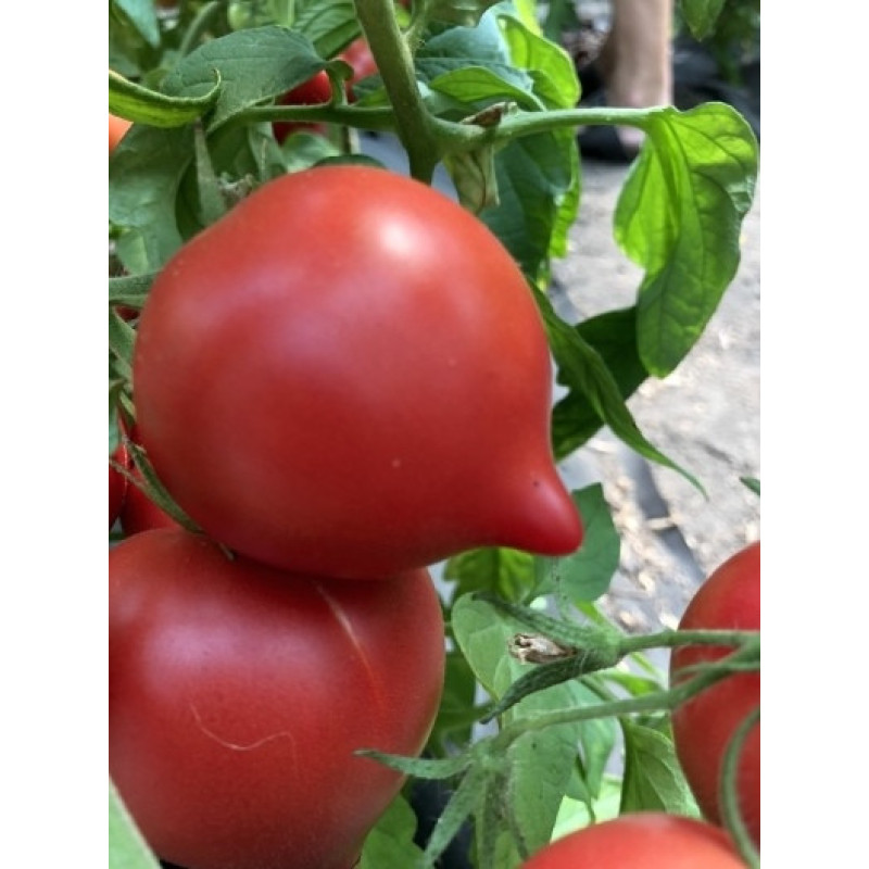 Tomato seeds Fifty F1 10 pcs