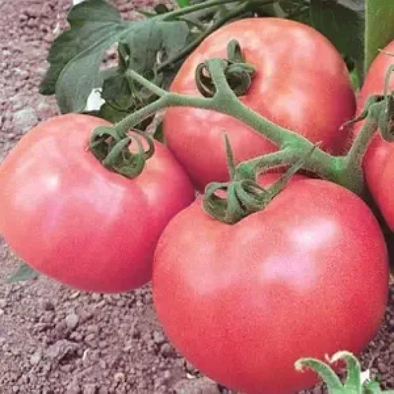 Tomato seeds Alan F1 10 pcs