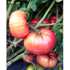 Dwarf Snakebite tomato seeds 10 pcs