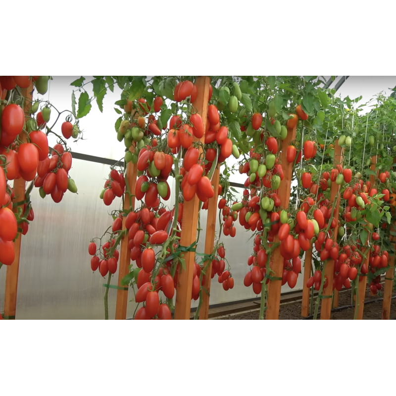 Tomato seeds Jack Pot F1 10 pcs