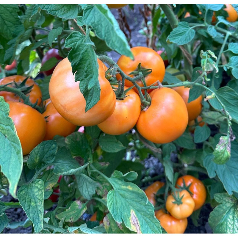 Tomato seeds Golden Dubai F1 10 pcs