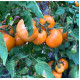 Tomato seeds Golden Dubai F1 10 pcs