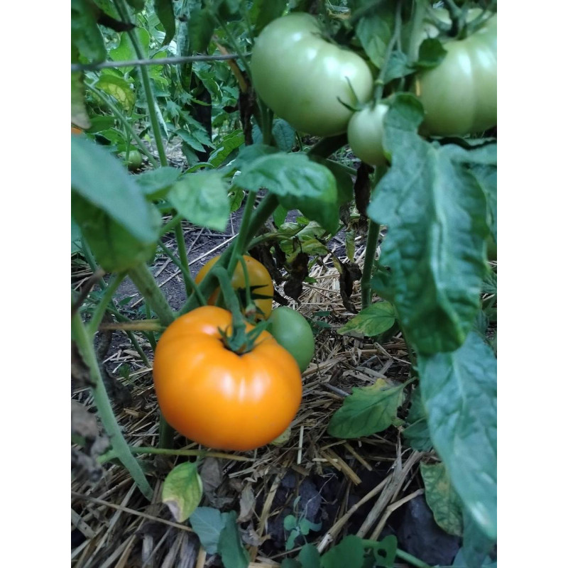 Tomato seeds Golden Dubai F1 10 pcs