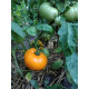 Tomato seeds Golden Dubai F1 10 pcs