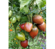 Dwarf tomatoes