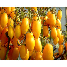 Tomato seeds Bananovi nohy "Banana Legs" 15 seeds