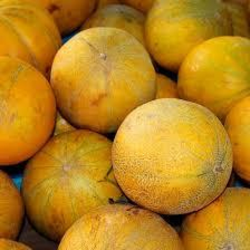 Melon seeds Dusha 15 seeds
