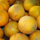 Melon seeds Dusha 15 seeds