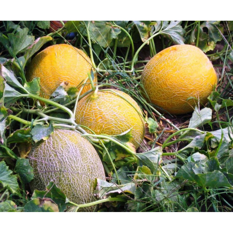 Melon seeds Dusha 15 seeds