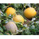 Melon seeds Dusha 15 seeds