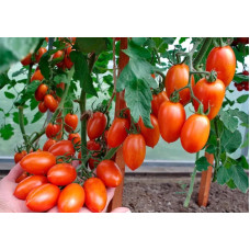Tomato seeds Flame F1 10 pcs