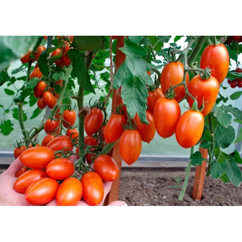 Tomato seeds Flame F1 10 pcs
