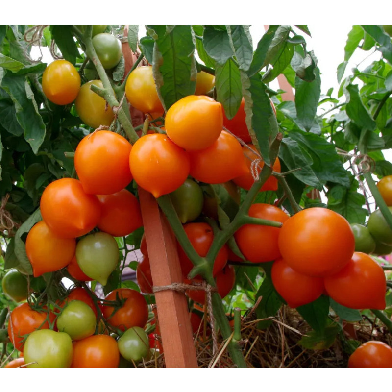 Tomato seeds Artist F1 10 pcs