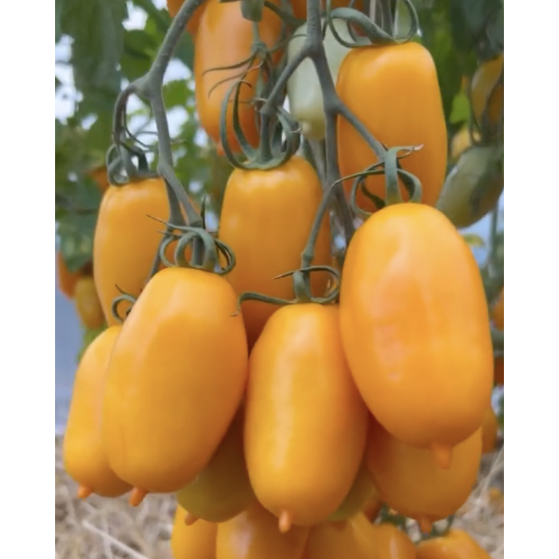 Tomato seeds Siesta F1 5 pcs
