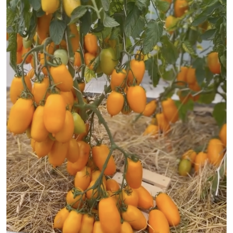 Tomato seeds Siesta F1 5 pcs