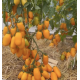 Tomato seeds Siesta F1 5 pcs
