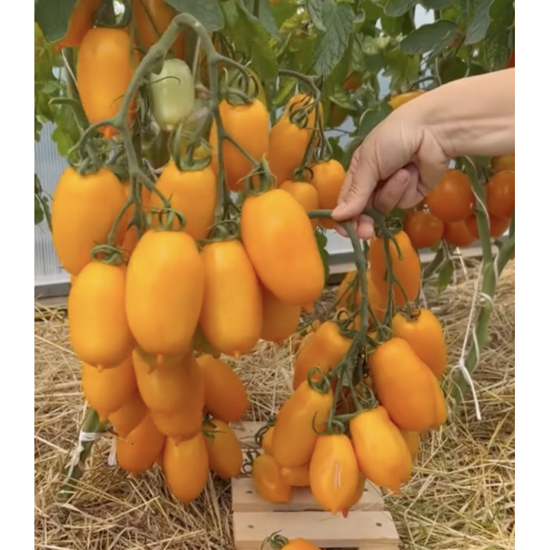 Tomato seeds Siesta F1 5 pcs