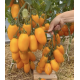 Tomato seeds Siesta F1 5 pcs