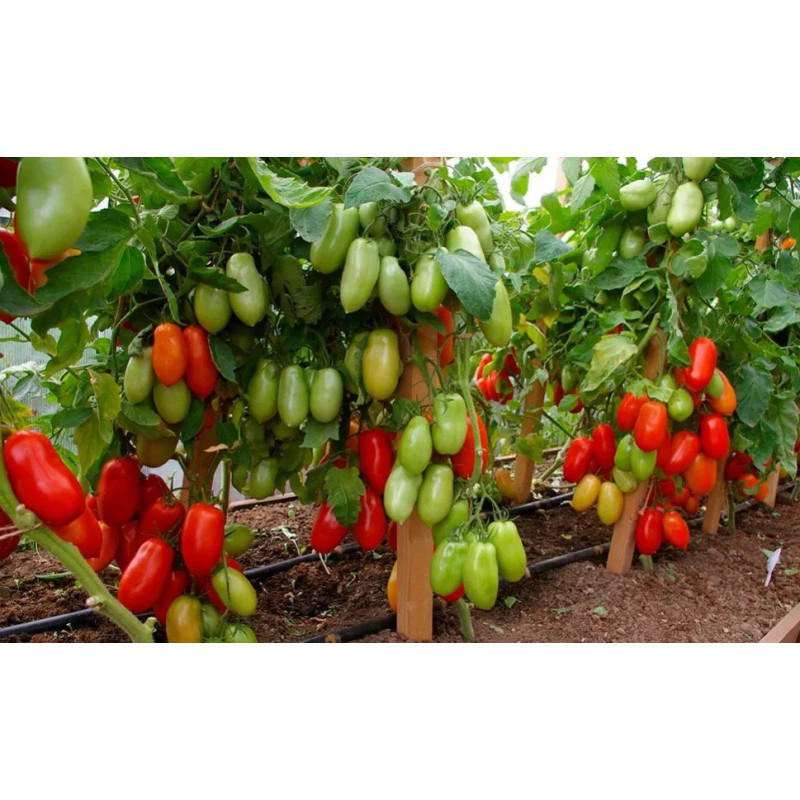 Tomato seeds Agafya F1 10 pcs